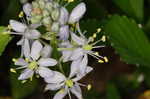 Atlantic camas